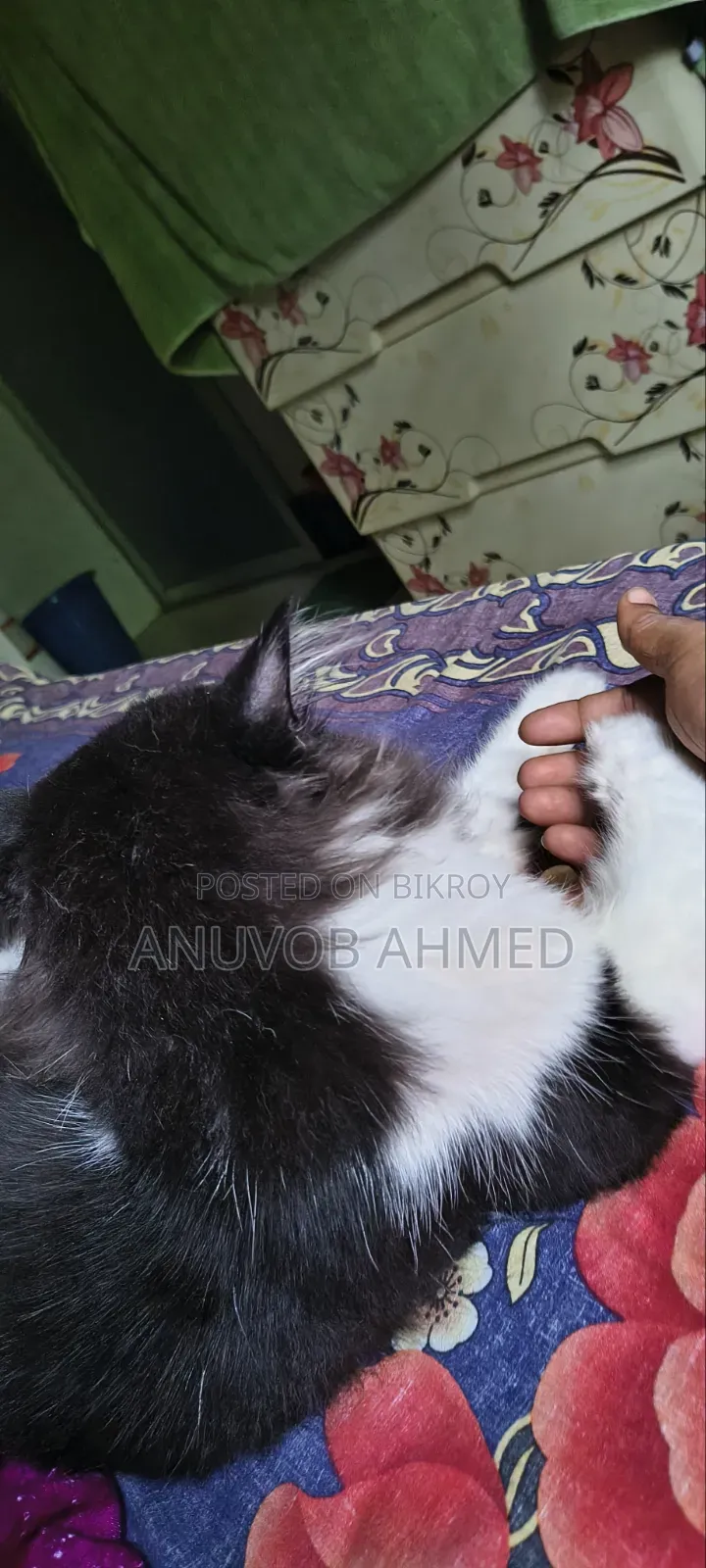 1+ year Male Purebred Persian
