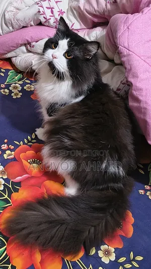 1+ year Male Purebred Persian