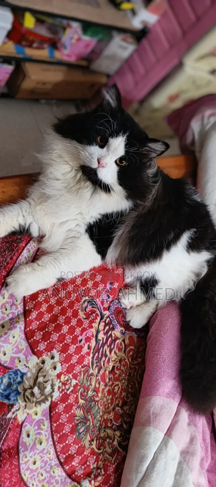 1+ year Male Purebred Persian
