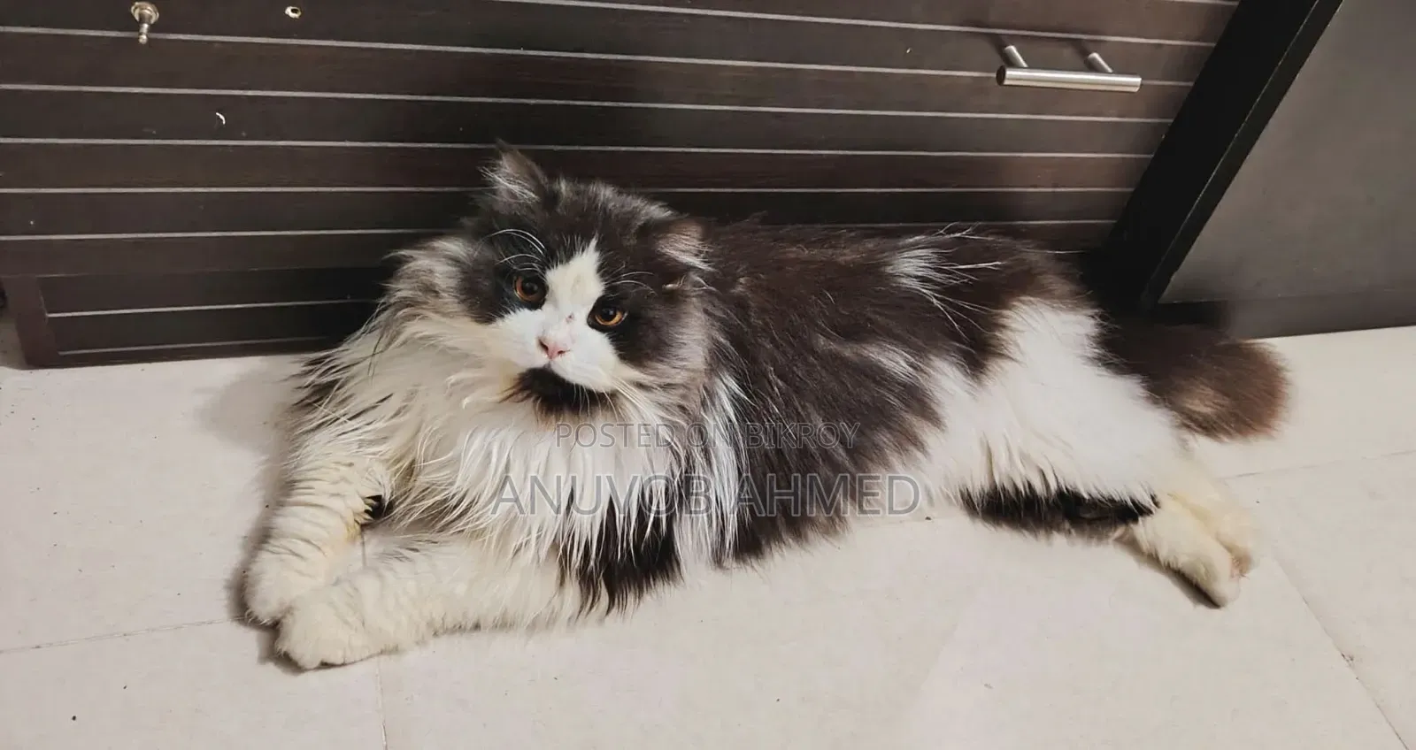 1+ year Male Purebred Persian