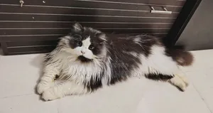 1+ year Male Purebred Persian