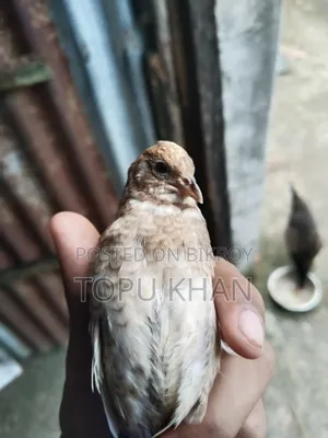 কিং কোয়েল পাখি বিক্রি করা হবে রানিং ডিম পাড়া