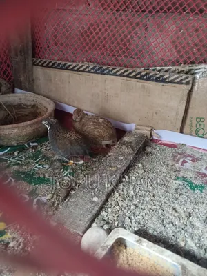 কিং কোয়েল পাখি বিক্রি করা হবে রানিং ডিম পাড়া