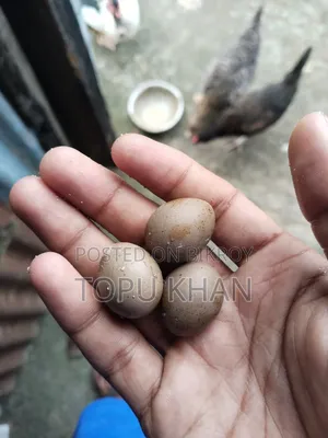 কিং কোয়েল পাখি বিক্রি করা হবে রানিং ডিম পাড়া