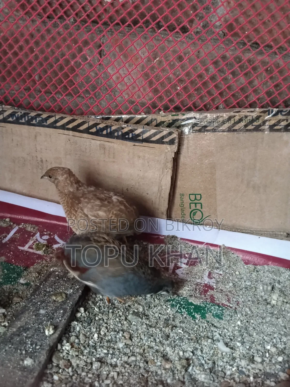 কিং কোয়েল পাখি বিক্রি করা হবে রানিং ডিম পাড়া