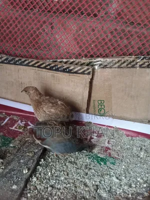 কিং কোয়েল পাখি বিক্রি করা হবে রানিং ডিম পাড়া