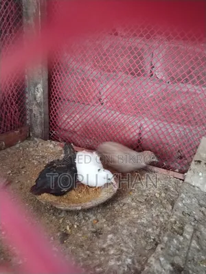 কিং কোয়েল পাখি বিক্রি করা হবে রানিং ডিম পাড়া