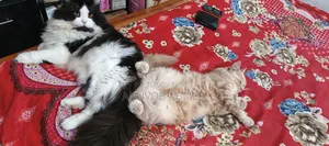 1+ year Male Purebred Persian