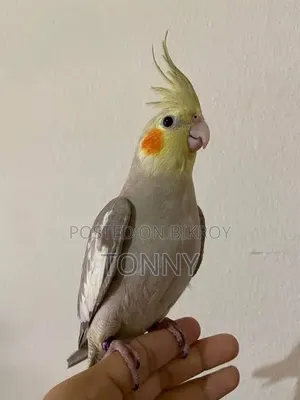 Healthy Hand Tamed Grey Cockatiel Pair (Male) - হ্যান্ড টেমড