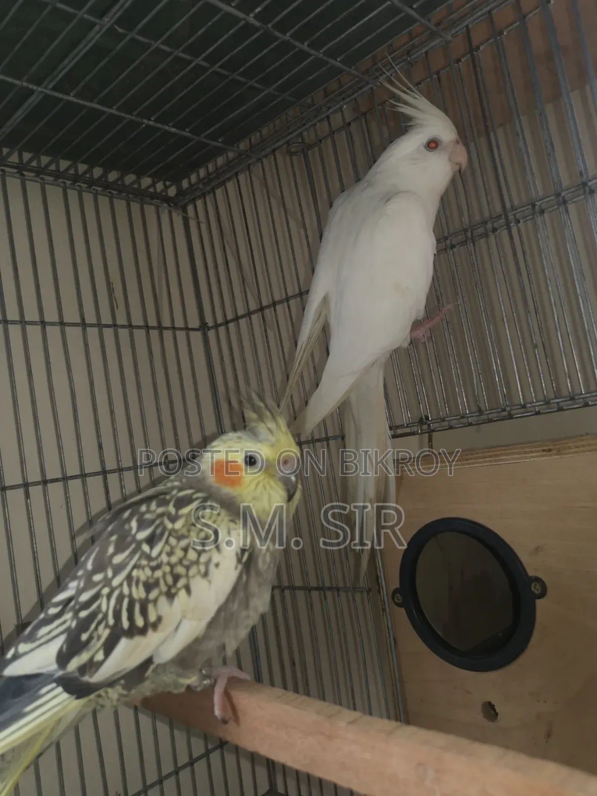 9 Pair Cokatail Breeding Pair