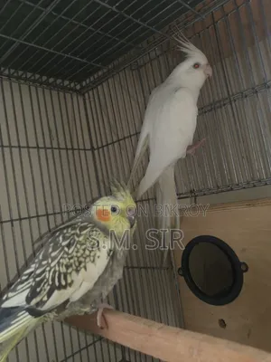 9 Pair Cokatail Breeding Pair