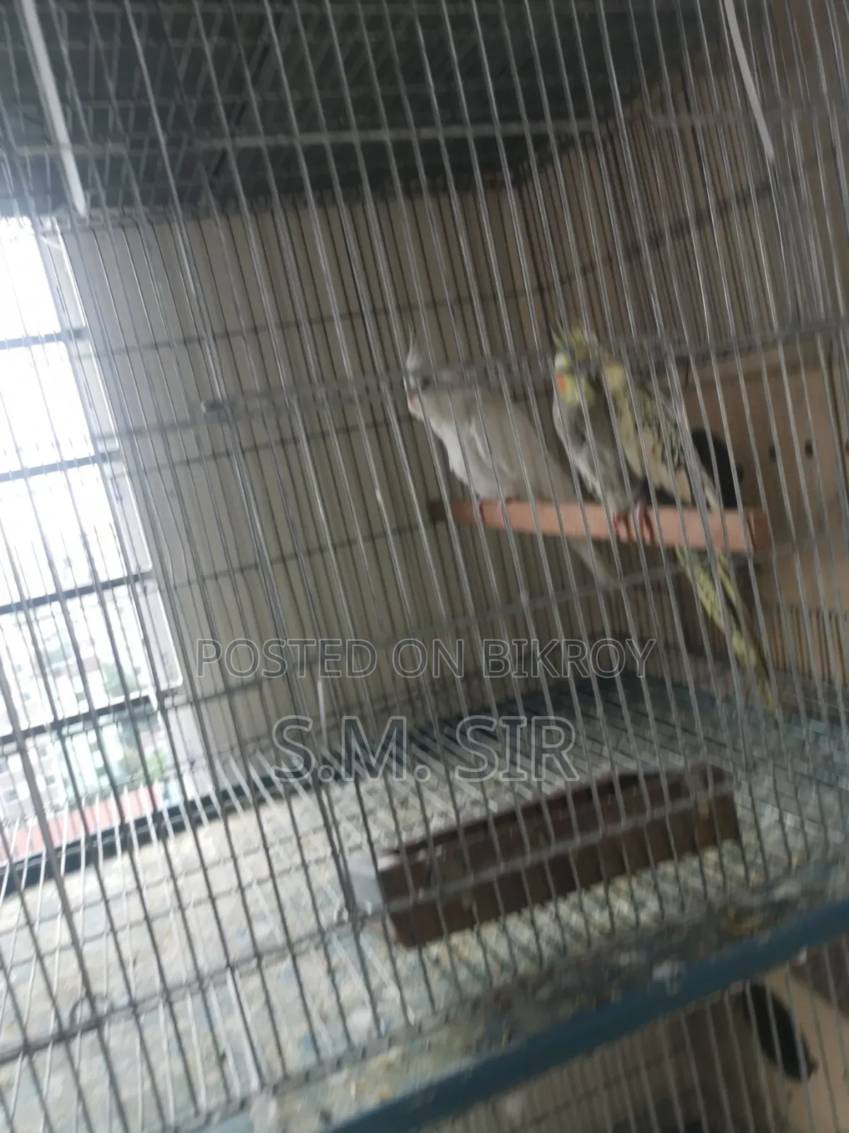 9 Pair Cokatail Breeding Pair