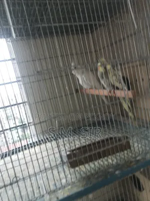 9 Pair Cokatail Breeding Pair