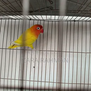 Fisher Love Bird