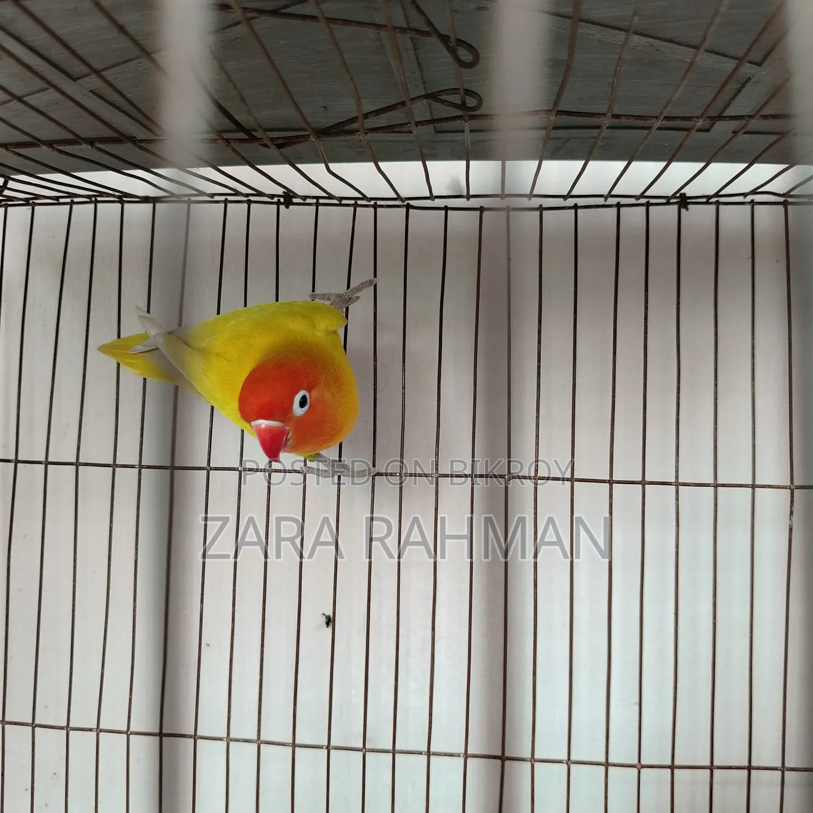 Fisher Love Bird