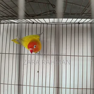 Fisher Love Bird