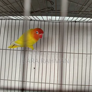 Fisher Love Bird