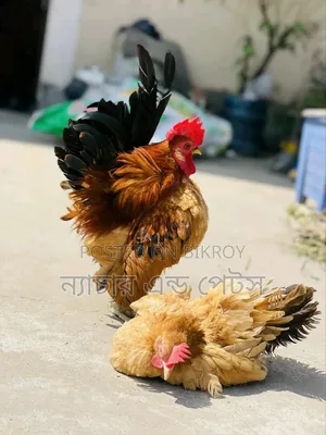 Short Serama Pair | Nature & Pets