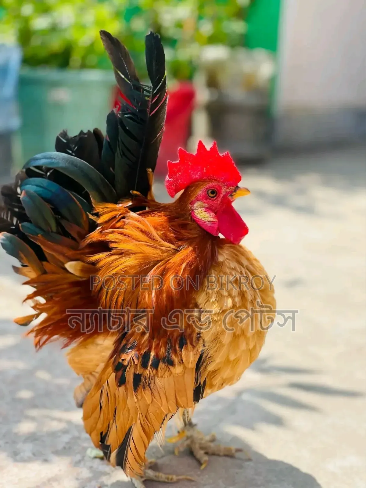 Short Serama Pair | Nature & Pets