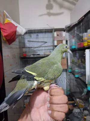 হড়িয়াল ঘুঘু
