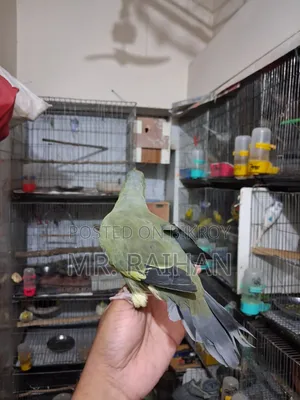 হড়িয়াল ঘুঘু
