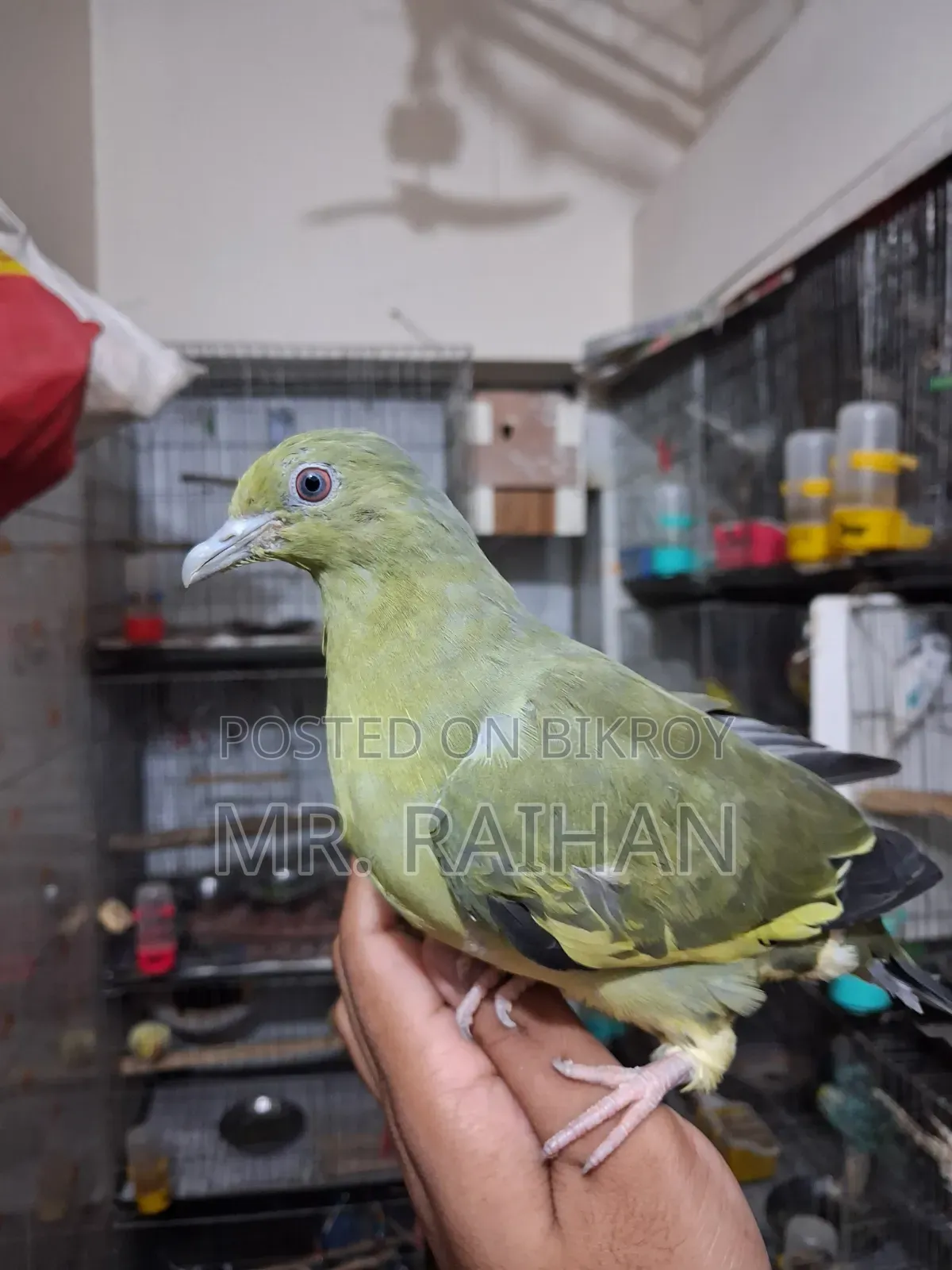 হড়িয়াল ঘুঘু