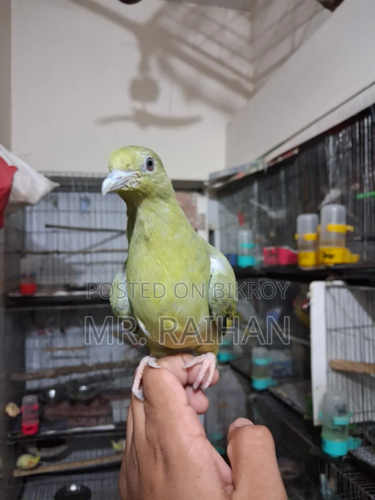 হড়িয়াল ঘুঘু