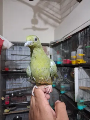 হড়িয়াল ঘুঘু