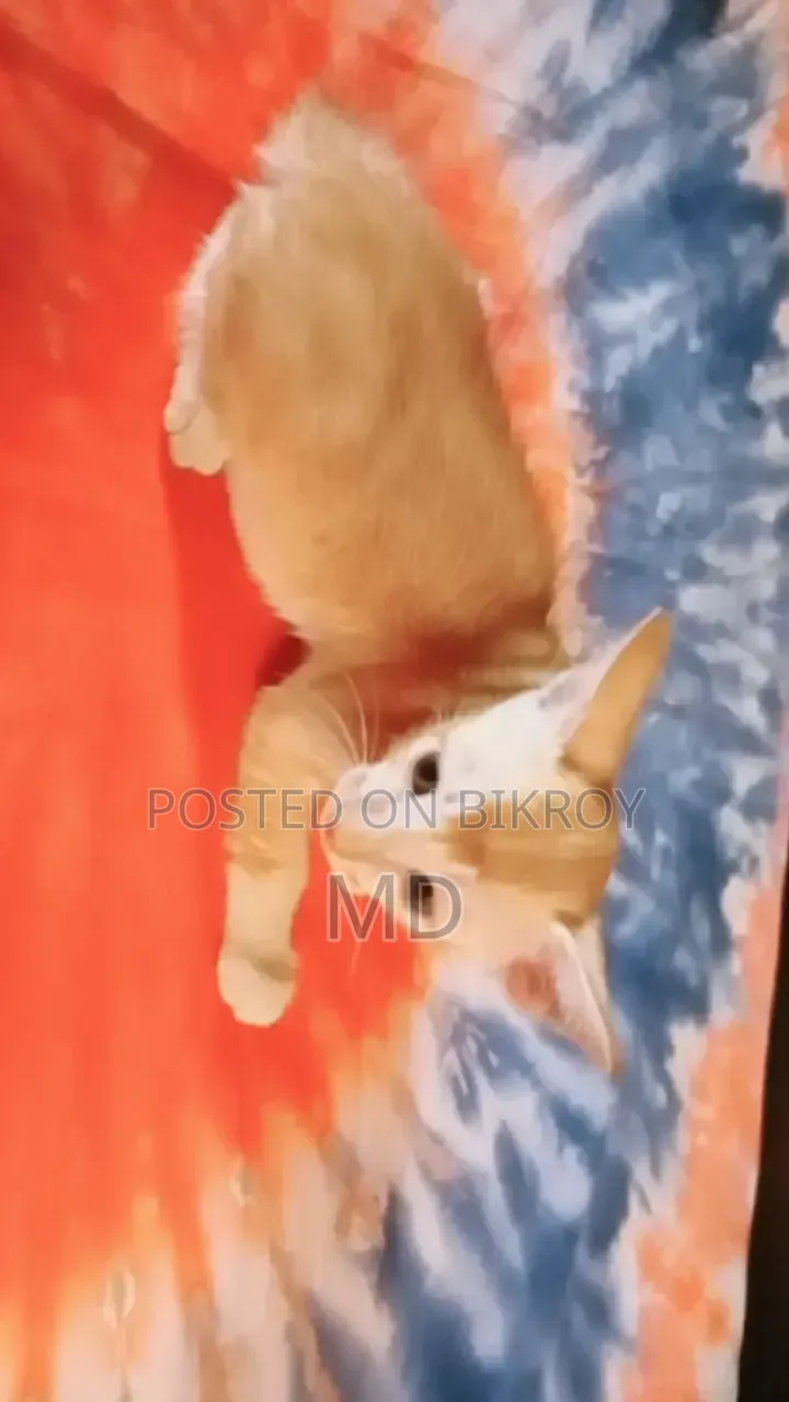 1-3 months Male Mixed Breed Bengal