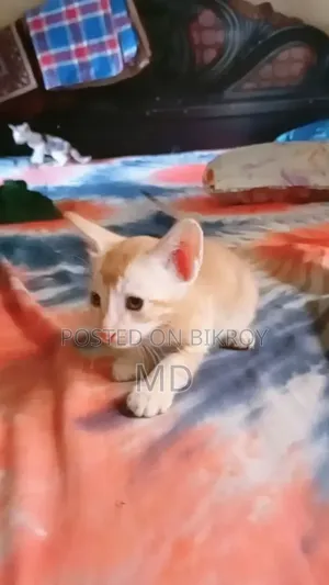 1-3 months Male Mixed Breed Bengal