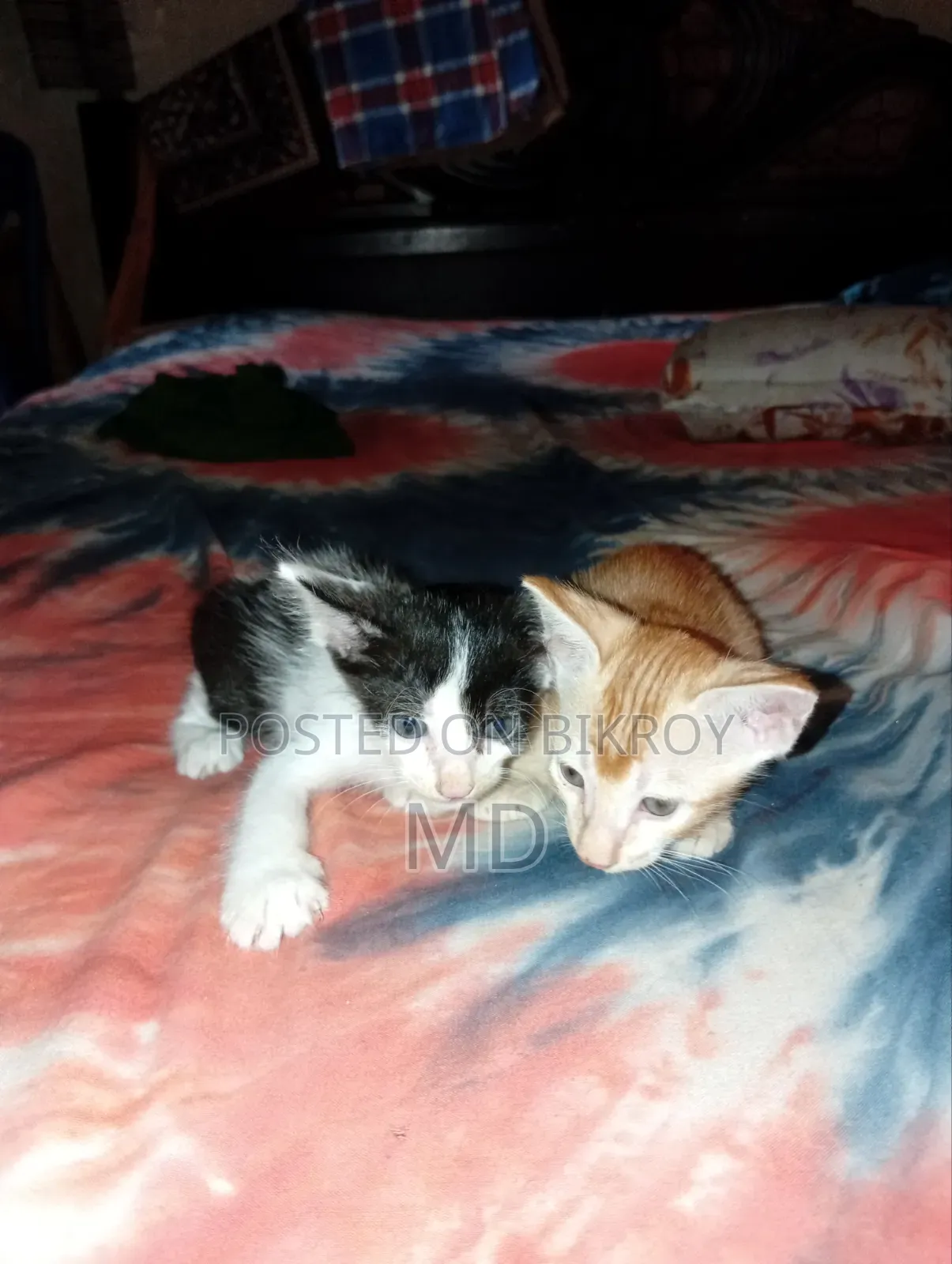 1-3 months Male Mixed Breed Bengal