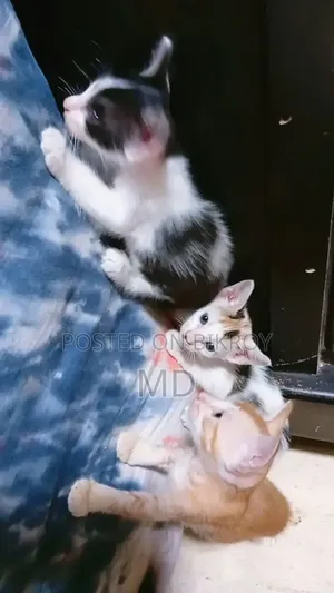 1-3 months Male Mixed Breed Bengal