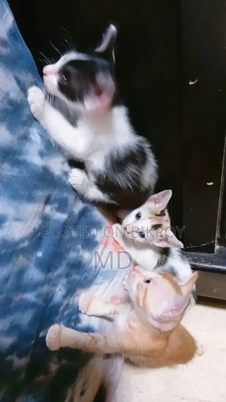 1-3 months Male Mixed Breed Bengal