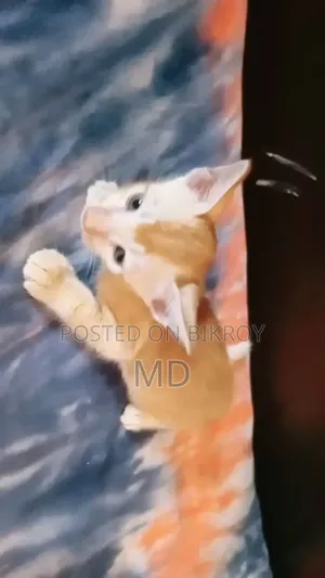1-3 months Male Mixed Breed Bengal