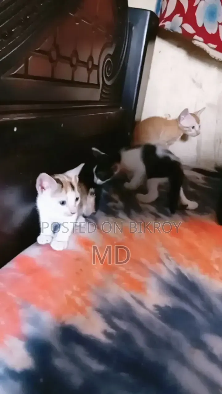 1-3 months Male Mixed Breed Bengal