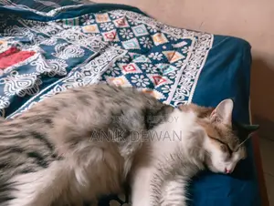 1+ year Male Mixed Breed Siberian