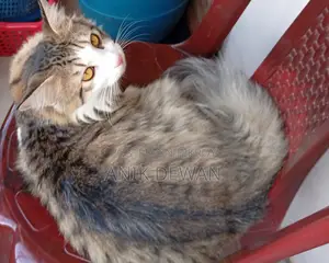 1+ year Male Mixed Breed Siberian
