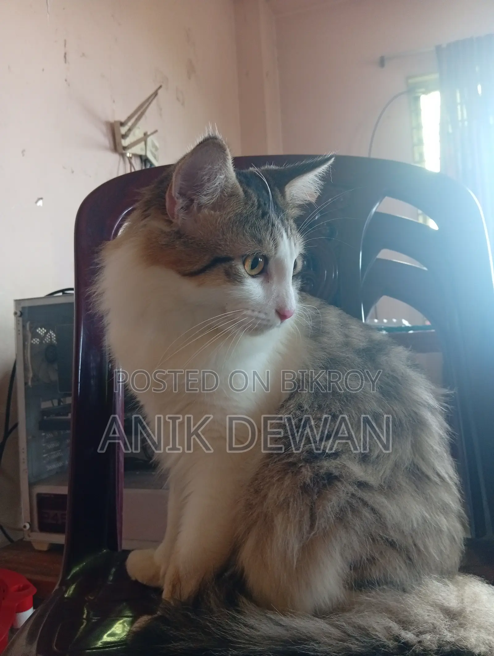 1+ year Male Mixed Breed Siberian