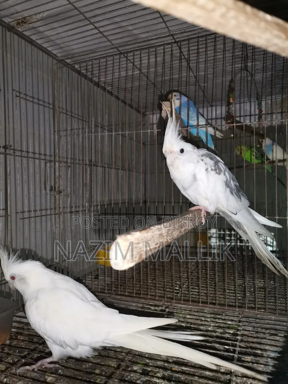 কোকাটেল পাখি