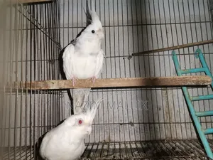 কোকাটেল পাখি