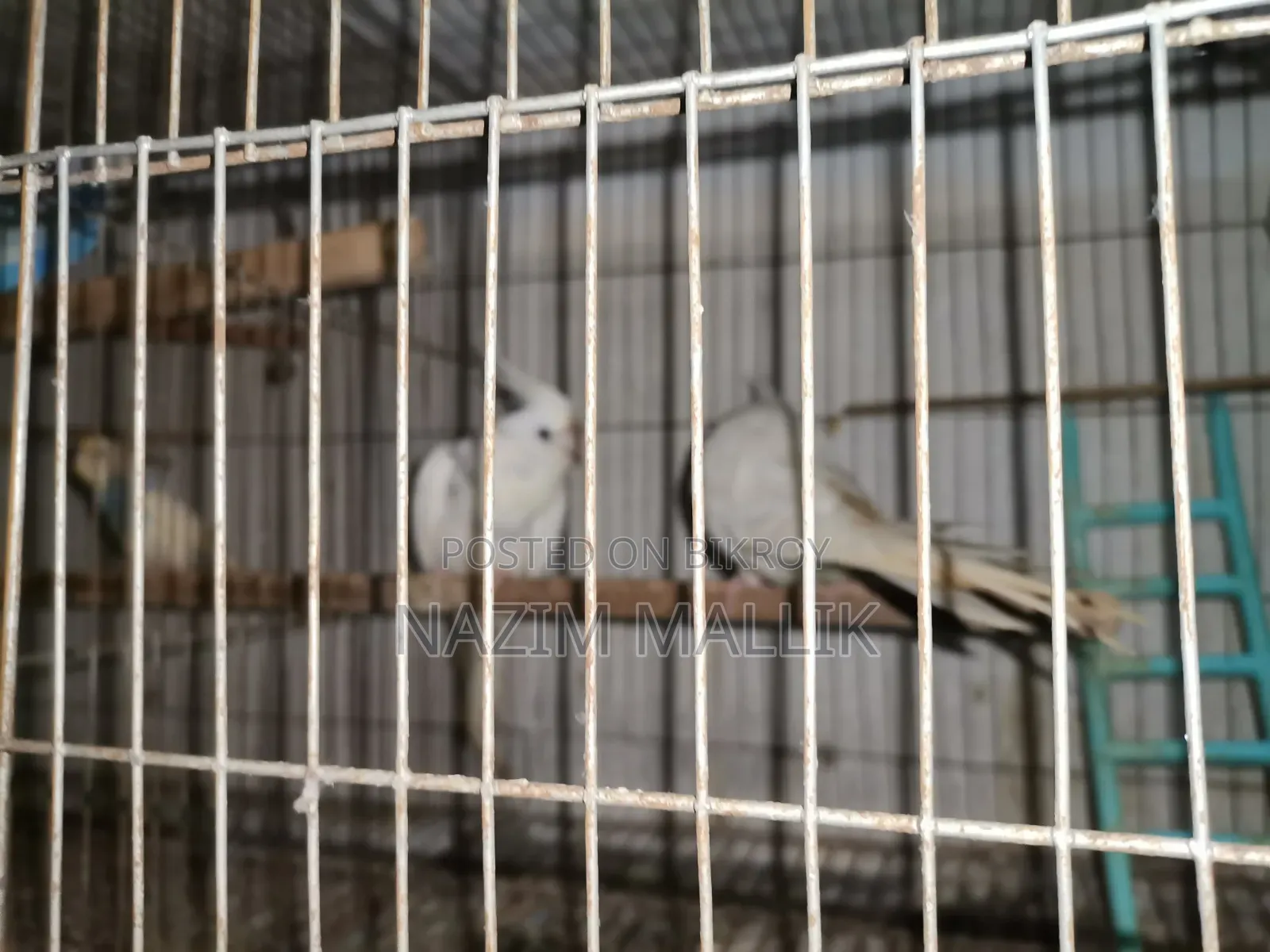 কোকাটেল পাখি