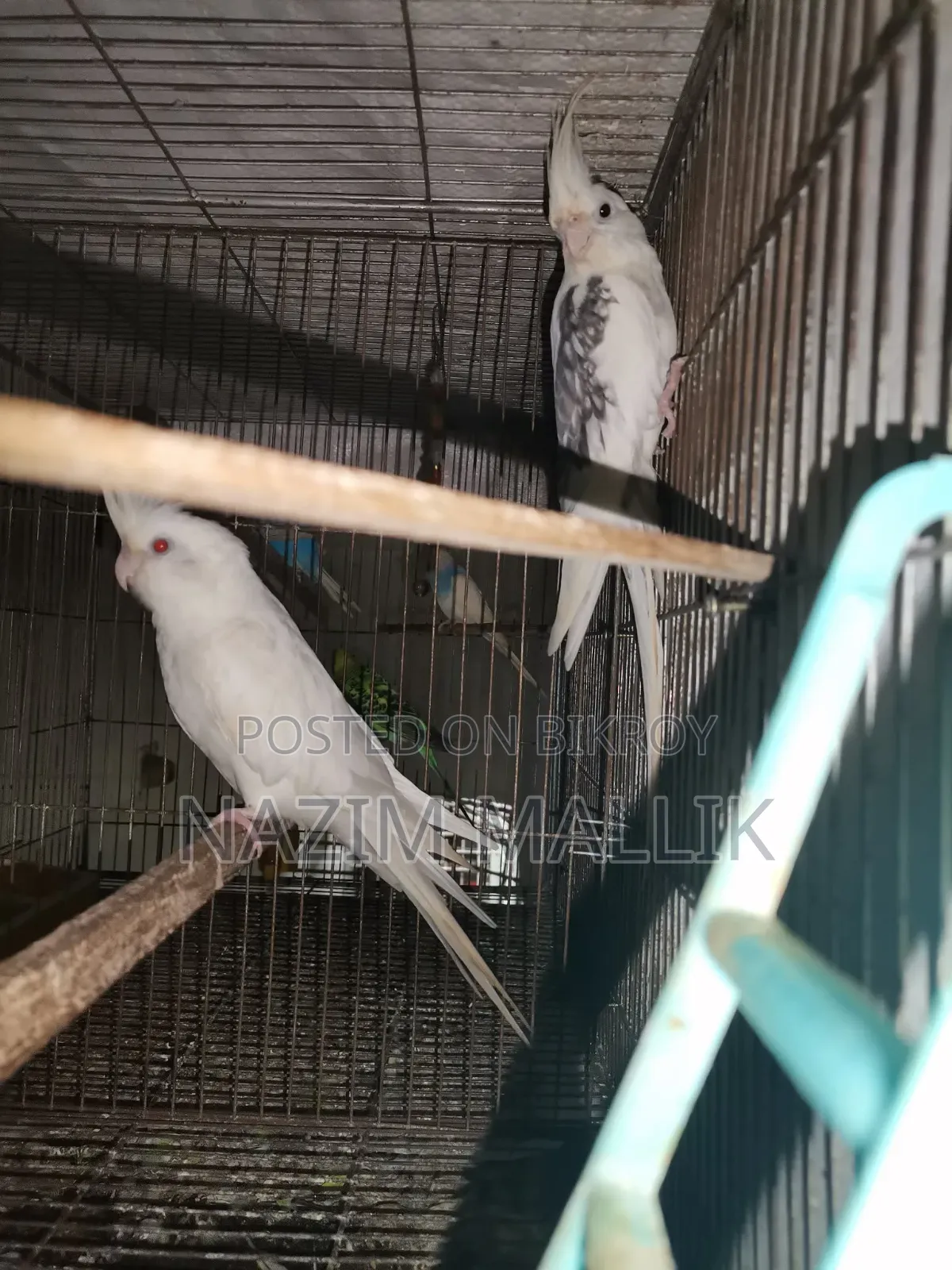 কোকাটেল পাখি