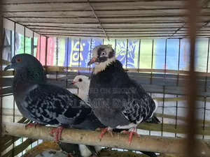 কবুতর বিক্রি