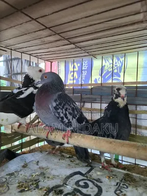 কবুতর বিক্রি