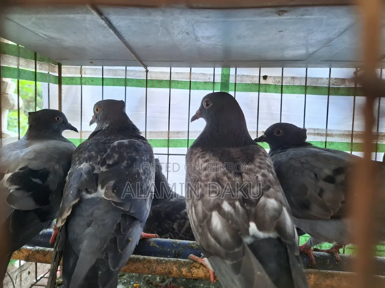 কবুতর বিক্রি