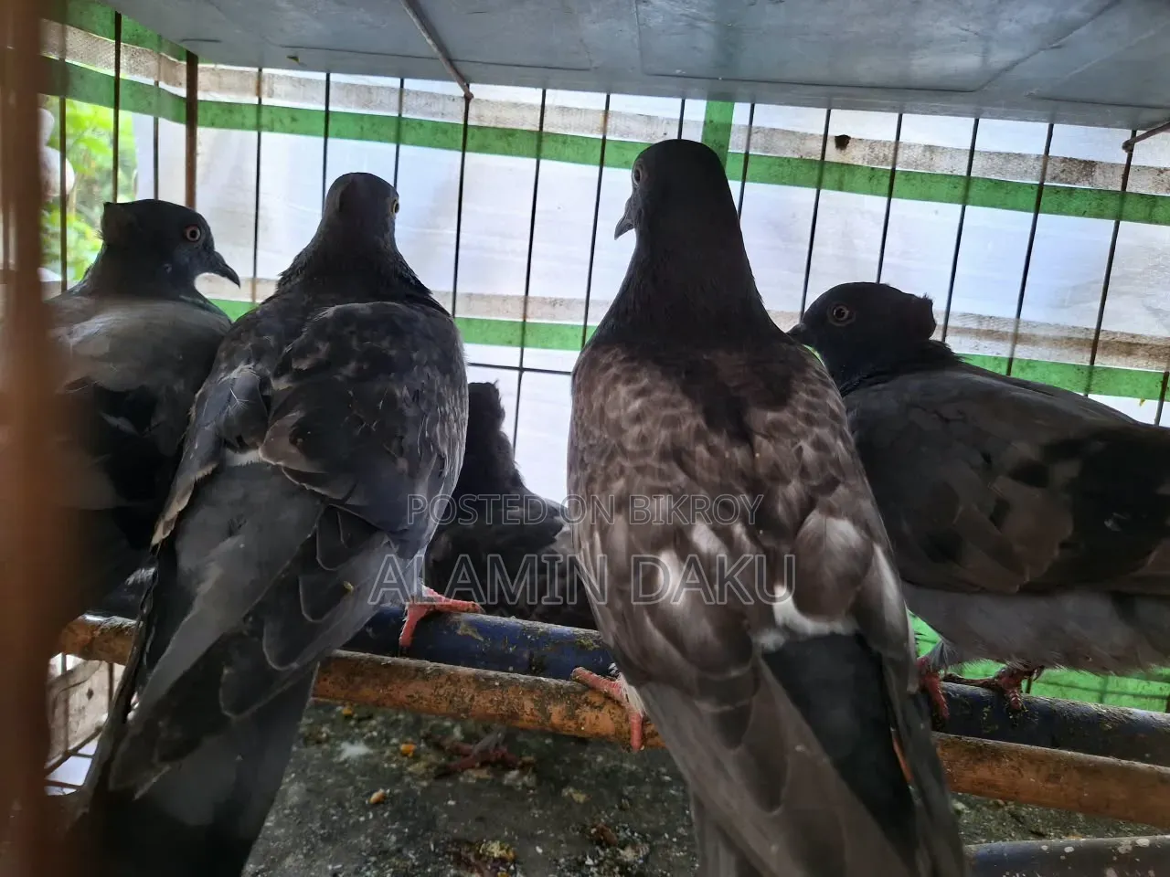 কবুতর বিক্রি