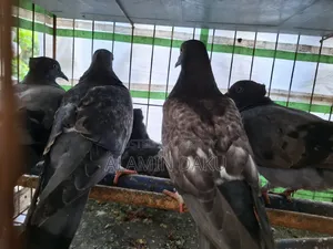 কবুতর বিক্রি