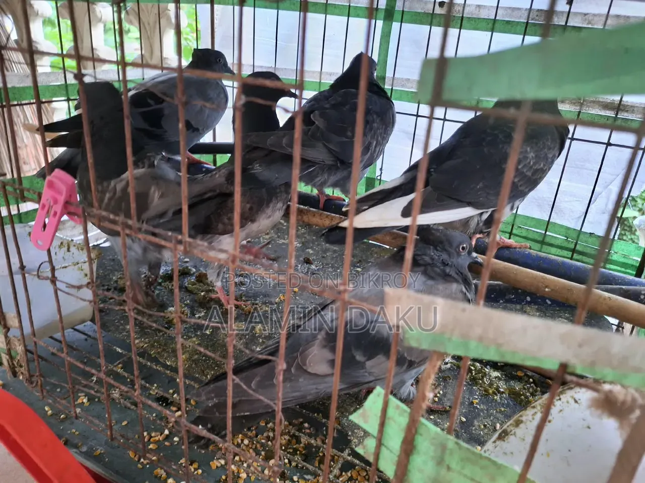 কবুতর বিক্রি