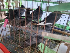 কবুতর বিক্রি