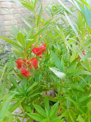 দোপাট্টি লাল কালারের ফুলের চারা।